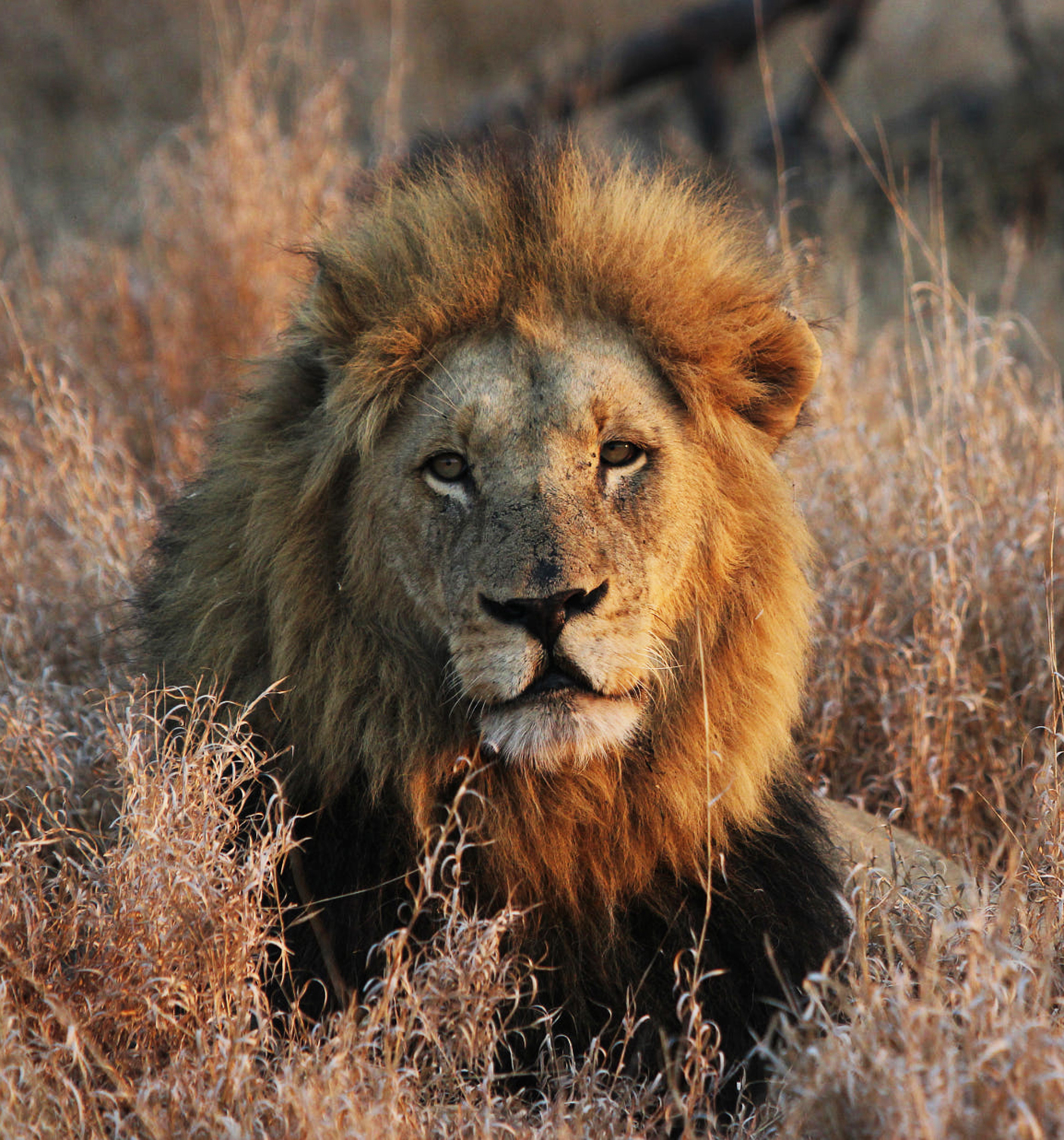 a-magical-south-africa-wildlife-pictures-2026-03-19-02-08-35-utc